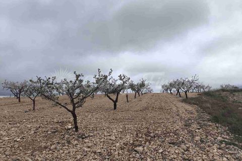 Helårsgrund i Yecla, Murcia, Yecla - € 45.000 | Ref: SF0565 - foto 2
